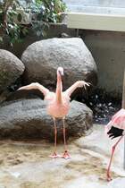 Ein Zwergflamingo (Phoeniconaias minor) lockert sein Gefieder. zoo Karlsruhe am 9.2.2010.