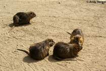 Biberratten sind sowohl tag- als auch nachtaktiv, insbesondere d�mmerungsaktiv.