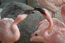 Zwei Zwergflamingo (Phoeniconaias minor) im Liebesspiel. Zoo Karlsruhe am 9.2.2010.