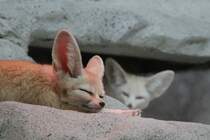 Ein schlafender Fennek (Vulpes zerda) am 9.2.2010 im Zoo Karlsruhe.