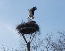 endlich Frhling !!! das gute Elbeklima bei Magdeburg, hier in dem idyllischen Elbe-Landgebiet in Lostau an der BAB-2 lt hoffentlich alle Herzen schneller schlagen ... Dieses Storchennest befindet sich in Alt-Lostau, ein Frhling's-Spaziergang vom Karfreitag 2010.
Foto: Hubert Rauch