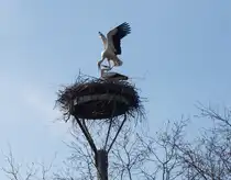 endlich Fr���hling !!! das gute Elbeklima bei Magdeburg, hier in dem idyllischen Elbe-Landgebiet in Lostau an der BAB-2 l��t hoffentlich alle Herzen schneller schlagen ... Dieses Storchennest befindet sich in Alt-Lostau, ein Fr�hling's-Spaziergang vom Karfreitag 2010.
Foto: Hubert Rauch