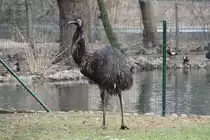 Gew�hnlicher Nandu (Rhea americana) am 9.2.2010 im Zoo Karlsruhe.