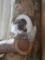 Dieser Lisztaffe (Saguinus oedipus oedipus) hat sich den Kopf verdreht. Zoo Karlsruhe am 9.2.2010.