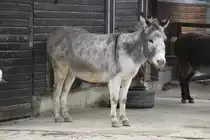 Ein grauer Sardischer Zwergesel am 9.2.2010 im Zoo Karlsruhe. † am 13.11.2010 beim Brand.