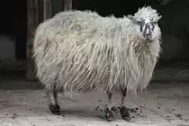 Das Walachenschaf ist eine gef�hrdete Milchschafrasse. Mutterschaf am 9.2.2010 im Zoo Karlsruhe. † am 13.11.2010 beim Brand.