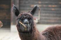 Alpaka am 9.2.2010 im Zoo Karlsruhe. † am 13.11.2010 beim Brand.