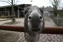 Nach Futter bettelnder Sardischer Zwergesel am 9.2.2010 im Zoo Karlsruhe. † am 13.11.2010 beim Brand.