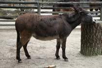 Brauner Sardischer Zwergesel bei Holzknabbern. Zoo Karlsruhe am 9.2.2010. † am 13.11.2010 beim Brand.