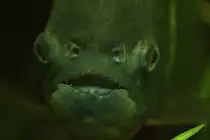 Die Z�hne des Roten Piranha (Pygocentrus nattereri) am 9.2.2010 im Vivarium in Karlsruhe.