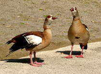 Nilgans am 17.05.2009 in Wilhelma/Stuttgart