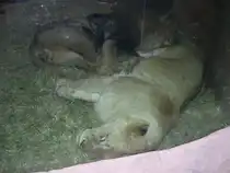 L�wenpaar Zoo Leipzig  M�rz 2010