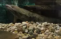Chinesischer Riesensalamander (Andrias davidianus) am 9.2.2010 im Vivarium Karlsruhe.