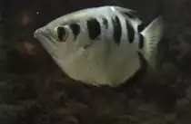 Sch�tzenfisch oder auch Spritzfisch (Toxotes jaculatrix) am 9.2.2010 im Vivarium Karlsruhe.