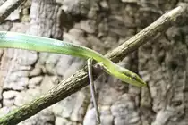 Gr�ne Spitzkopfnatter (Gonyosoma oxycephalum) am 9.2.2010 im Vivarium Karlsruhe.