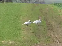 NWM; Schw�ne beim �hsen, 07.04.2010