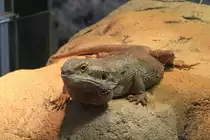 Streifenk�pfige Bartagame (Pogona vitticeps) am 9.2.2010 im Vivarium Karlsruhe.