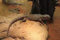 Streifenk�pfige Bartagame oder Farbbartagame (Pogona vitticeps) am 9.2.2010 im Vivarium Karlsruhe.