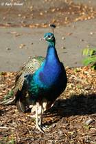 Der Blaue Pfau stammt urspr�nglich aus Indien, Sri Lanka und Pakistan.