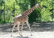 Netzgiraffe am 17.05.2009 in Wilhelma/Stuttgart