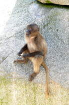 Dchalada am 17.05.2009 in Wilhelma/Stuttgart