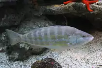 S�gebarsch (Serranus cabrilla) am 9.2.2010 im Vivarium Karlsruhe.