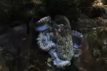 Gew�hnliche Krake (Octopus vulgaris) am 9.2.2010 im Vivarium Karlsruhe.