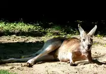 Rotes Riesenk�nguru am 17.05.2009 in Wilhelma/Stuttgart