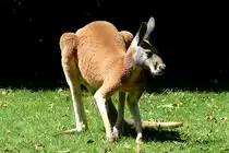 Rotes Riesenk�nguru am 17.05.2009 in Wilhelma/Stuttgart