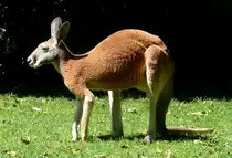 Rotes Riesenk�nguru am 17.05.2009 in Wilhelma/Stuttgart