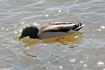 M�nnliche Stockente am Rhein (mit Wasserspiegelung) in Niederdollendorf - 06.04.2010