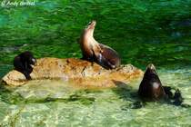 Kalifornische Seelwen.