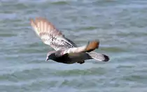 Taube im Tiefflug �ber dem Rhein bei Niederdollendorf - 06.04.2010