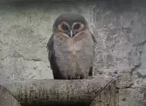 Ceylon-Malaienkauz (Strix leptogrammica ochrogenys) am 10.3.2010 im Zoo Berlin.
