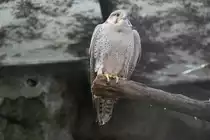 Lannerfalke (Falco biarmicus) am 10.3.2010 im Zoo Berlin.
