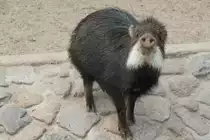 Wei�bartpekari oder auch Bisamschwein (Tayassu pecari) am 10.3.2010 im Zoo Berlin.
