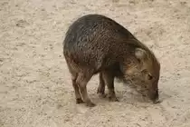 Junges Wei�bartpekari (Tayassu pecari) am 10.3.2010 im Zoo Berlin.
