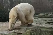 Eisb�r (Ursus maritimus) am 10.3.2010 im Zoo Berlin.
