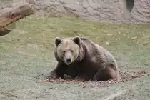 Braunb�r (Ursus arctos) noch halb im Winterschalf am 10.3.2010 im Zoo Berlin.
