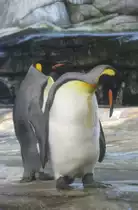Zwei K�nigspinguine (Aptenodytes patagonicus) am 10.3.2010 im Zoo Berlin.
