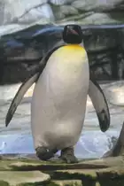 Ein K�nigspinguin (Aptenodytes patagonicus) kommt angewatschelt. Zoo Berlin am 10.3.2010. 
