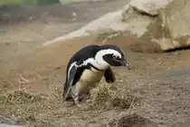 Brillenpinguin (Spheniscus demersus) am 10.3.2010 im Zoo Berlin.
