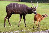 Die Sitatunga, auch Wasserkudu, Sumpfbock oder Sumpfantilope genannt, ist eine afrikanische Antilope.
