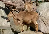 M�hnenschaf/M�hnenspringer am 27.05.2009 in Wilhelma/Stuttgart