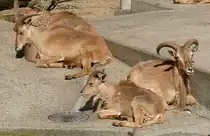 M�hnenschafe/M�hnenspringer am 27.05.2009 in Wilhelma/Stuttgart