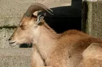 M�hnenschaf/M�hnenspringer am 27.05.2009 in Wilhelma/Stuttgart