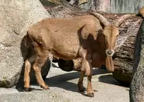 M�hnenschaf/M�hnenspringer am 27.05.2009 in Wilhelma/Stuttgart