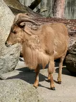 M�hnenschaf/M�hnenspringer am 27.05.2009 in Wilhelma/Stuttgart