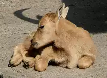M�hnenschaf/M�hnenspringer am 27.05.2009 in Wilhelma/Stuttgart