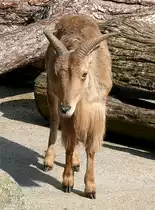 M�hnenschaf/M�hnenspringer am 27.05.2009 in Wilhelma/Stuttgart